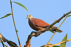 Red Collared-Dove